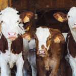 Ferme-laitiaire-australie-1