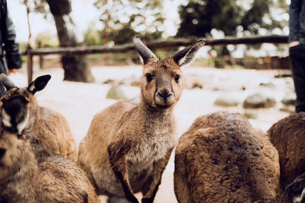 kangourous melbourne