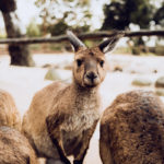 Zoo melbourne
