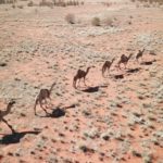 camel-uluru-australie-1024×576-1