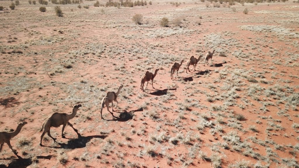 uluru camel cup