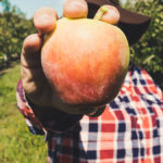 faq-fruit-picking