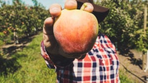 fruit picking australie