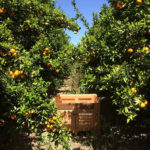 Fruit-picking-Renmark-Australie-2