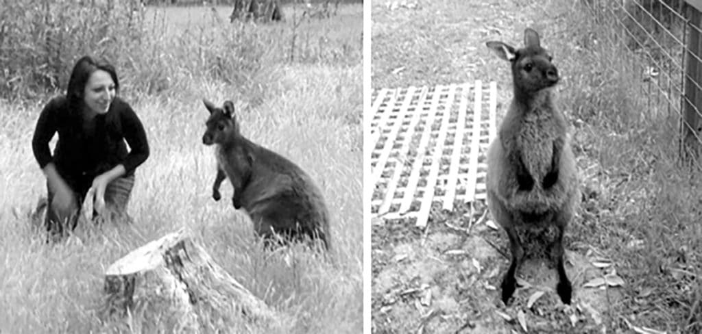 Woofing kangaroo island 3 australie