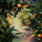 calendrier-saisons-fruit-picking