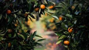 saisons fruit picking