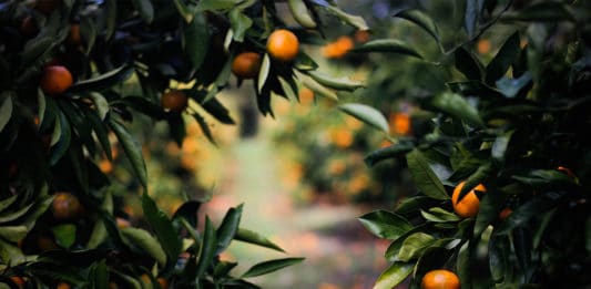 saisons fruit picking
