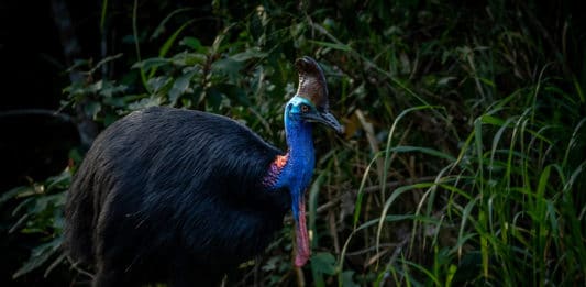 Le Casoar d’Australie : un oiseau rare et dangereux casoar