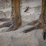 casoar-pattes