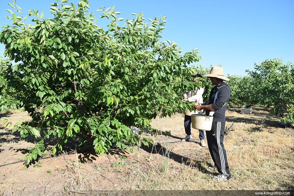 fruit picking cerise job australie