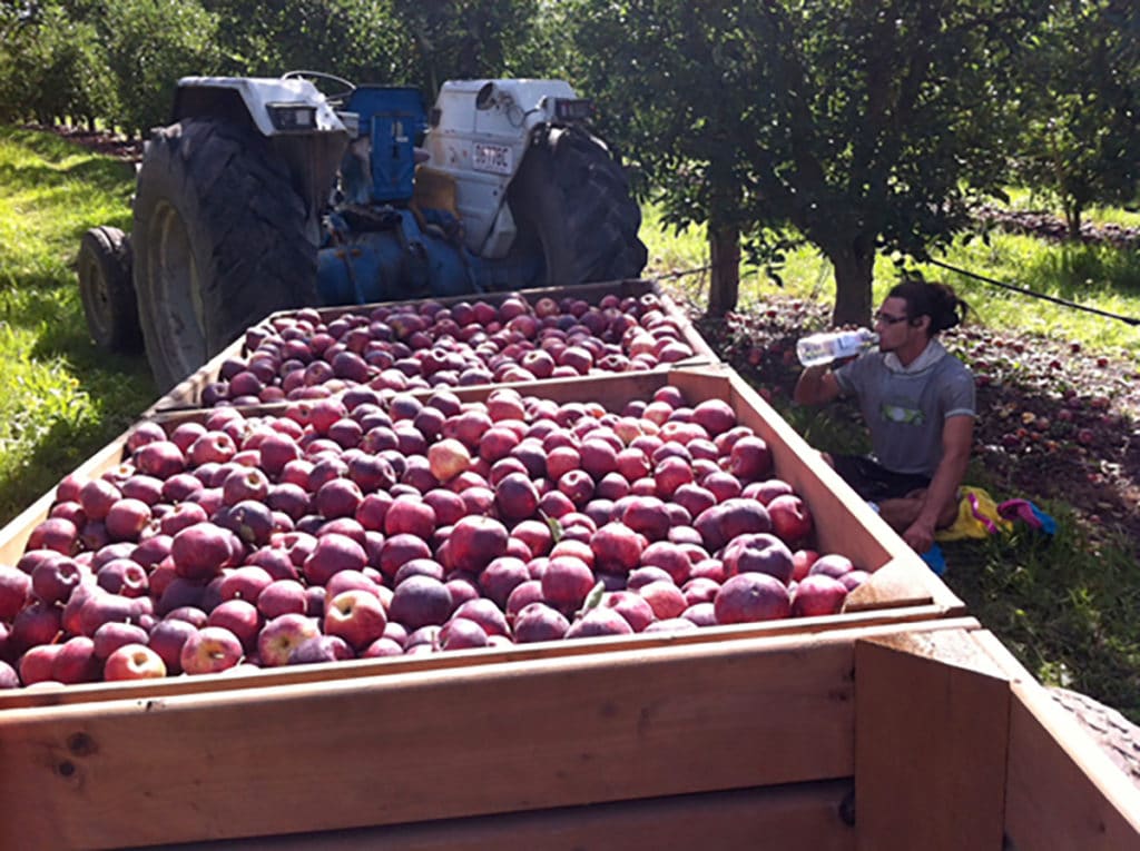 Apple picking Pommes Australie Queensland