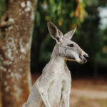 meilleurs-spots-sunshine-coast-australia-zoo
