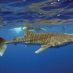 Exmouth Dive and Whalesharks Ningaloo