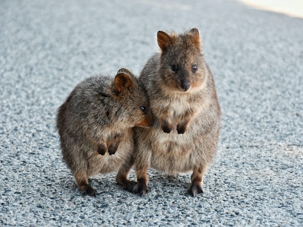 Quokka sur Rottnest Island