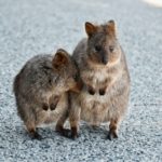 quokka-rottnest-island-WA