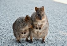 Le Quokka : l’animal le plus souriant d’Australie