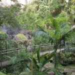 Springbrook-gold-coast