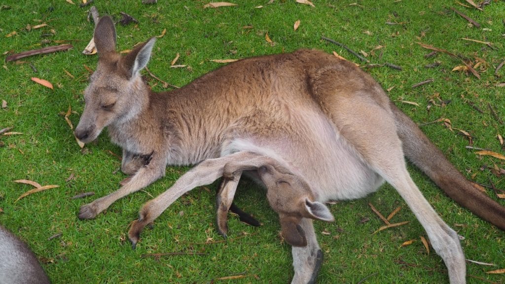 kangourou. enaustralie