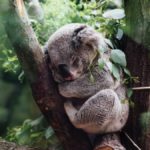 yarra-valley-SA-koala