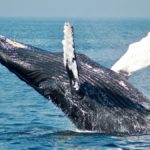 baleine-a-bosse-hervey-bay-australie