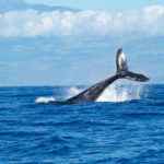whale watching australie
