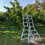 Fruit-picking-Adelaide-hills-south-australia-1