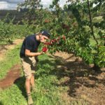 picking-adelaide-australie