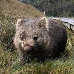 Wombat-australie