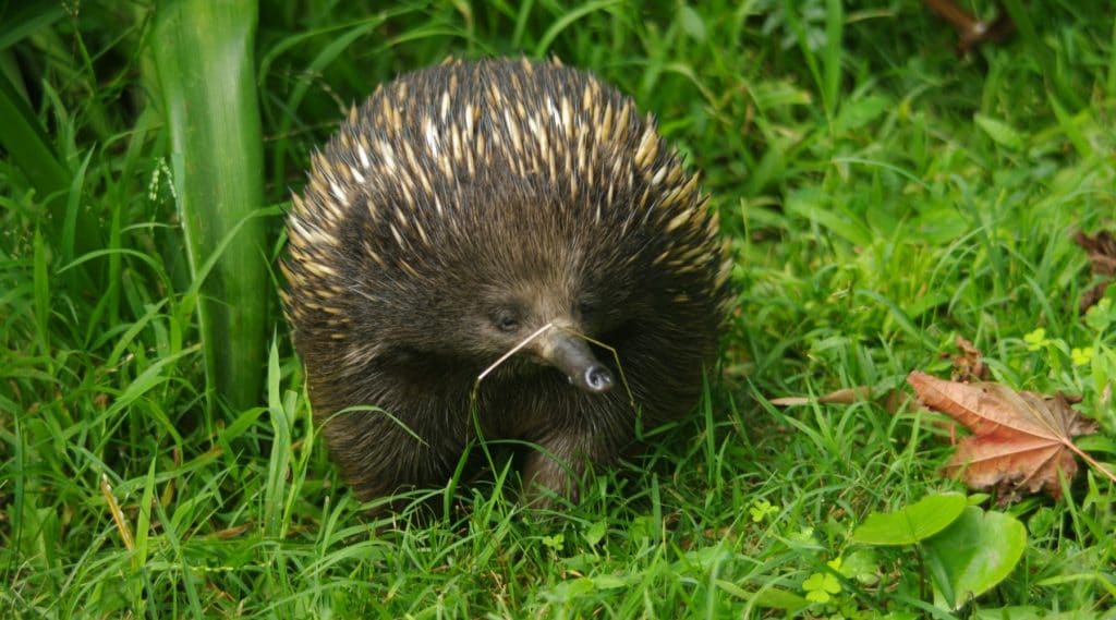 Faune et Flore insolite  - Page 13 Echidene-australie-1024x569