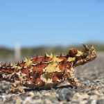 thorny-devil-australie