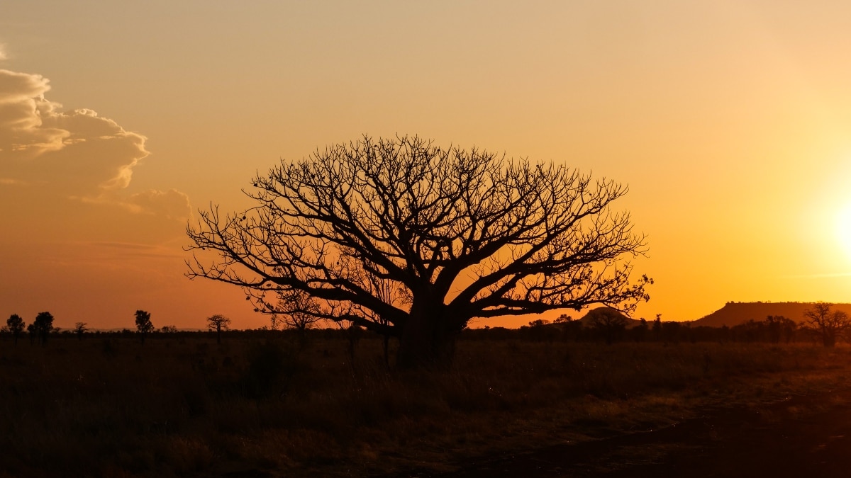 Derby baobabs, Western Australia