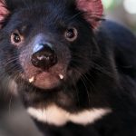 Diable tasmanie australie