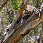 Koala-Phillip-Island