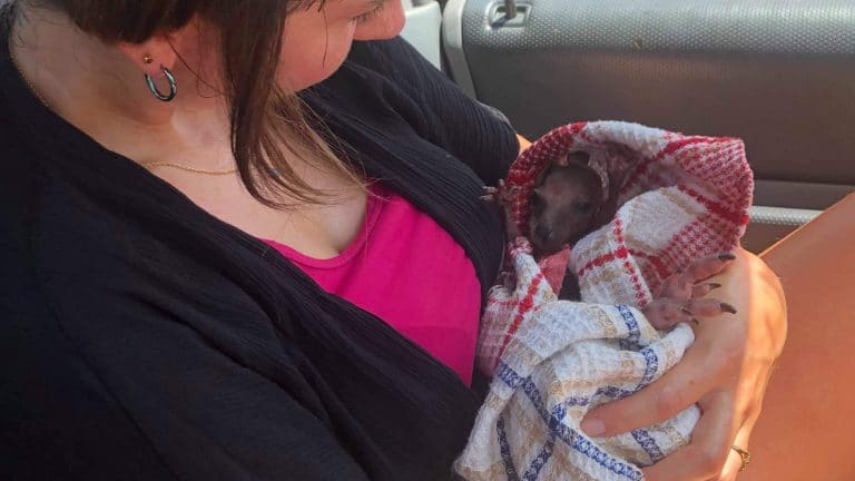 Le jour où nous avons sauvé un bébé kangourou