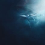 baleine-australie