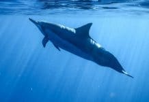 Monkey Mia – Rencontre avec les dauphins voir des dauphins en australie