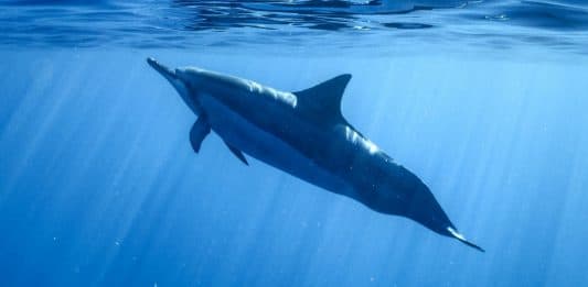 Monkey Mia – Rencontre avec les dauphins voir des dauphins en australie
