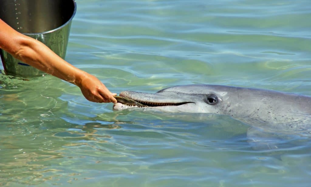 nourrir les dauphins en Australie