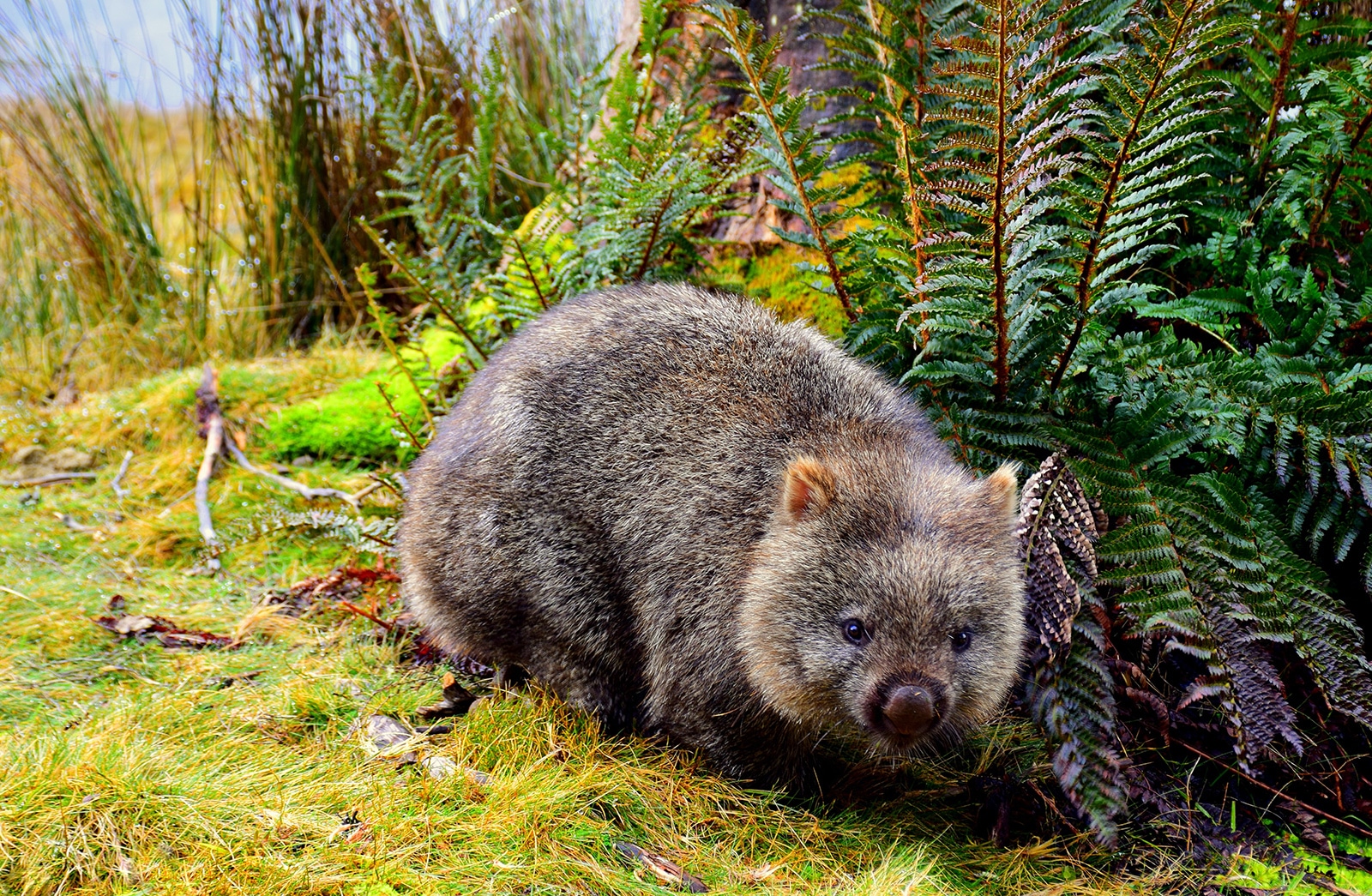 Le Wombat Faune Australienne