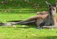 Avez vous déjà pensé à travailler dans un refuge animalier en Australie ?
