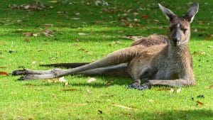 Avez vous déjà pensé à travailler dans un refuge animalier en Australie ?
