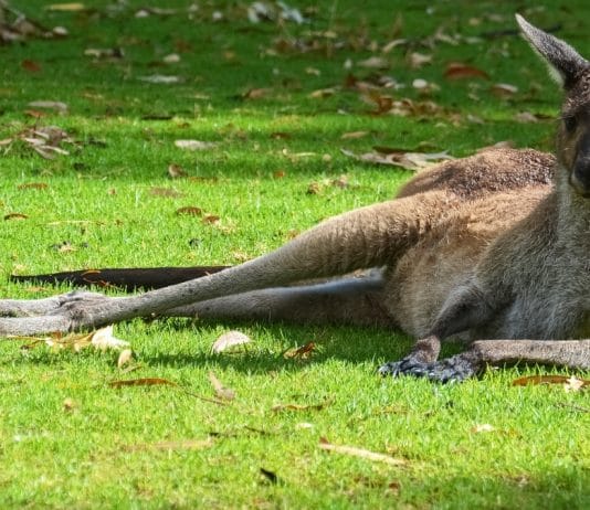 Avez vous déjà pensé à travailler dans un refuge animalier en Australie ?