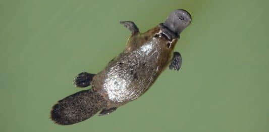 L’Ornithorynque (Platypus) en Australie : Un mammifère unique et fascinant