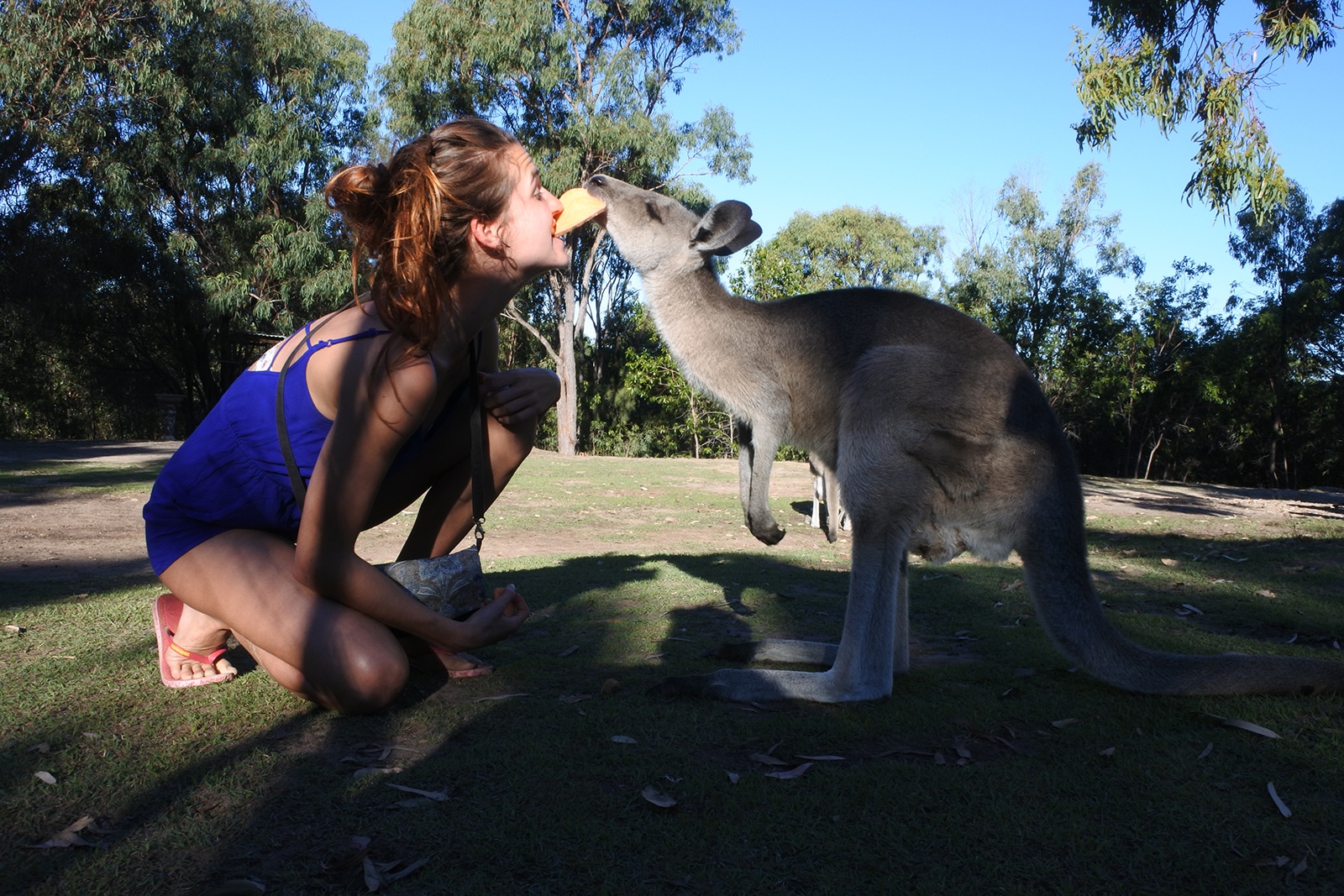 Experience Woofing en Australie avec des animaux