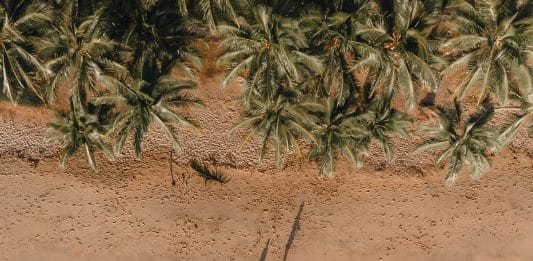 Visiter la région de Cairns : Activités et Sites à ne pas manquer