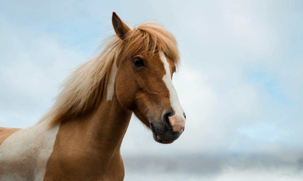 travailler avec des chevaux en australie