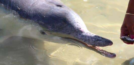 Nourrir les Dauphins en Australie à Tin Can Bay (QLD)