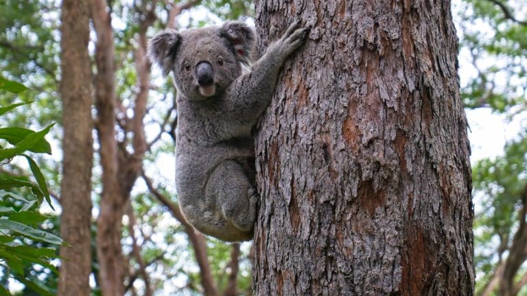 Expérience de HelpX sur une île au milieu des koalas