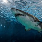 voir-des-requins-en-Australie